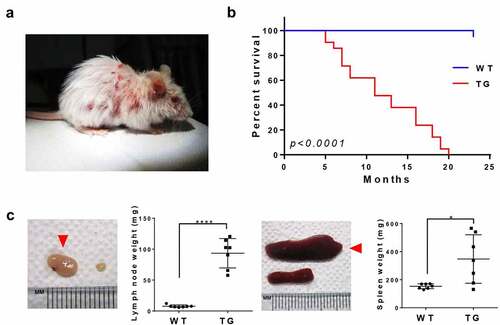 Figure 2. Gross pathological phenotypes of CTLA4-CD28 transgenic mice. (a) A 12 week-old CTLA4-CD28 transgenic mouse with typical skin lesions. (b) Kaplan-Meier survival curves of wild-type littermates (n = 19) and CTLA4-CD28 transgenic mice (n = 19). P-value <0.0001 from log-rank test. (c) Lymph node (left) and spleen (right) of TG mice (n = 7; red arrow heads) compared with organs from age-matched WT littermates (n = 7). (****) represents P-value <0.0001, and (*) represents P-value <0.05 from t-test.