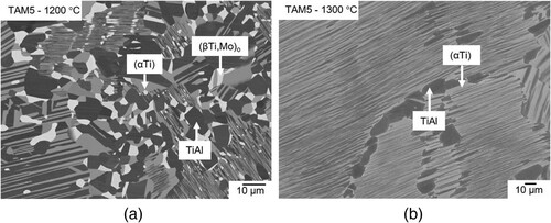 Figure 5. BSE image of alloy TAM5 (Ti-44.9Al-1.2Mo) (a) heat-treated at 1200 °C showing a three-phase microstructure consisting of (αTi) (grey), (βTi,Mo)o (bright), and TiAl (dark) and (b) heat-treated at 1300 °C showing a two-phase microstructure between (αTi) (bright) and TiAl (dark).