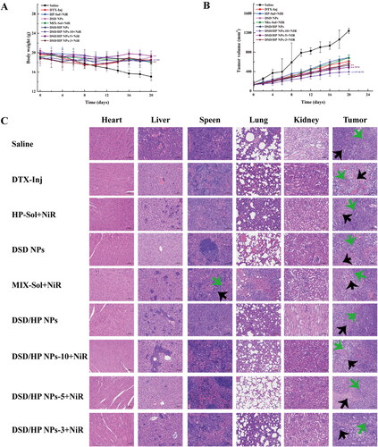 Figure 6. The changes of body weight (A), tumor volume (B), and H&E staining image (C) of tissues of 4T1 tumor-bearing mice treated with Saline, DTX-Inj, HP-Sol + NiR, DSD NPs, MIX-Sol + NiR, DSD/HP NPs, DSD/HP NPs-10 + NiR, DSD/HP NPs-5 + NiR, and DSD/HP NPs-3 + NiR (** p < 0.01 vs Saline, ## p < 0.01 vs DTX-Inj, b p < 0.05, bb p < 0.01 vs DSD NPs, cc p < 0.01 vs DSD/HP NPs).