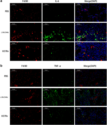 Fig. 8 Effect of Rv2346c on cytokine production in vivo.C57BL/6 mice were intratracheally infected with ΔRv2346c or H37Rv. Lungs were collected at 35 dpi and used for immunofluorescence staining. All macrophages are indicated in red; IL-6 and TNF-α in green; nuclei in blue (DAPI). Scale bar represents 50 μm. dpi days post infection