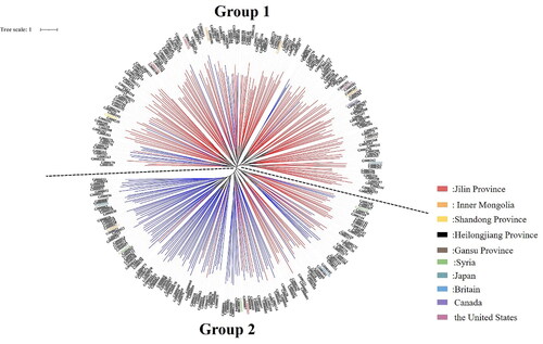 Figure 9. Common bean system tree diagram based on the NJ algorithm. The clustering results obtained based on the NJ algorithm can be used to divide the tested common bean resources into two groups, as shown on the dotted line. The bean resources marked in red in the figure correspond to Group I in Supplemental Table S10; the bean resources marked in blue correspond to Group II in Table S10.