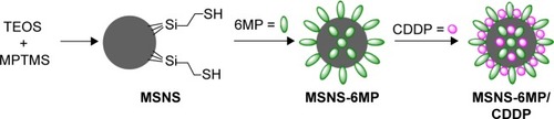 Figure 1 Preparation of MSNS-6MP/CDDP.