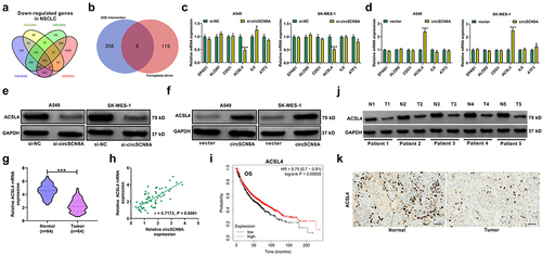 Figure 4. CircSCN8A facilitates ACSL4 expression in NSCLC cells. (a) Venn diagram showed the 364 down-regulated mRnas in NSCLC based on 4 datasets including GSE32863, GSE33532, GSE19188, and GSE85841. (b) the intersection between down-regulated mRnas in NSCLC and ferroptosis drivers from FerrDb database. (c and d) qRT-PCR assays of EPAS1, ALOX5, CDO1, ACSL4, IL6, and ATF3 mRNA expression in A549 and SK-MES-1 cells transfected with si-circSCN8A or circSCN8A. (e and f) Western blot assays of ACSL4 protein level in A549 and SK-MES-1 cells with circSCN8A knockdown or overexpression. (g) ACSL4 mRNA expression in 64 pairs of tumor tissues and adjacent non-cancerous samples. (h) Expression correlation between ACSL4 mRNA and circSCN8A in NSCLC tissues. (i) Kaplan-Meier plotter database presented the correlation between circSCN8A expression and prognosis in NSCLC patients. (j and k) Western blot and IHC assays were applied to assess the expression level of ACSL4 protein in NSCLC tissues and matched normal tissues. Scale bar: 100 μm. *P < 0.05, **P < 0.01, ***P < 0.001.