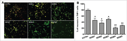 Figure 2. (A) Fluorescence micrographs of THP-1 cells at 7 days post-infection with the Mtb wild-type and NDMs. Macrophage monolayers were stained with both Annexin V-FITC and propidium iodide to visualize the early and late stage of apoptosis and/or necrosis of THP-1 cells, respectively. The early apoptotic THP-1 cells with intact membranes are seen in green; Late apoptotic cells that have already lost their membrane integrity are seen in orange (or orange to red) with green membrane fragments; Totally destroyed necrotic cells are seen in red. (B) The percentage of necrosis quantified in 2 hundred cells that was infected with either the Mtb wild-type or NDM transposon mutants. Results represent means ± standard error of the mean of 3 independent experiments. **, p < 0.01 and *, p < 0.05, the significance of differences between Mtb NDMs and the wild-type.