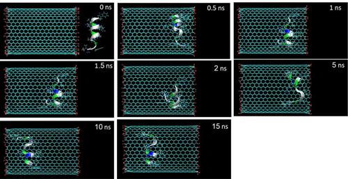 Figure 2 Representative snapshots of insertion of HA-FD-13 into an armchair (20,20) HCNT at various times. For clarity, molecules of water have not been shown.