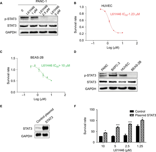 Figure S2 L61H46 inhibited constitutive phosphorylation of STAT3 in pancreatic cancer cells.Notes: (A) Napabucasin dose dependently (1.0, 2.5, and 5 μM) inhibited STAT3 phosphorylation in PANC-1 human pancreatic cancer cells. (B and C) The effects of L61H46 on the viability of two normal cells. HUVEC and BEAS-2B cells were incubated with increasing doses of L61H46 (0.3–10 μM) for 48 h. Cell viability was determined by MTT assay. (D) The STAT3 phosphorylation levels of two pancreatic cancer cells and two normal cells. (E) Western blotting analysis of stable overexpression of STAT3 protein in PANC-1 cells after STAT3 plasmid transfection (control plasmid = control vehicle vector, STAT3 = STAT3 plasmid transfection). (F) PANC-1 cells with control vehicle vector or STAT3 plasmid transfection were incubated with increasing doses of L61H46 (1.25–10 μM) for 48 h. Cell viability was determined by MTT assay. Data represent similar results from at least three independent experiments. *P<0.05; ***P<0.001.Abbreviations: BEAS-2B, human bronchial epithelial cells; GAPDH, glyceraldehyde-3-phosphate dehydrogenase; HUVEC, human umbilical vein endothelial cells; IC50, half-maximal inhibitory concentration; MTT, methylthiazolyldiphenyl-tetrazolium bromide.
