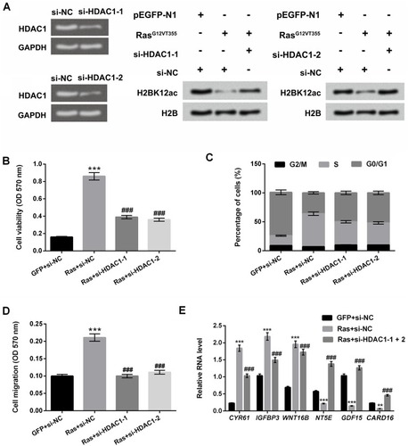 Figure 4 HDAC1 knockdown prevents ERK1/2 activation-induced decrease in H2BK12ac. (A) MG-63 cells were transfected with si-NC, si-HDAC1-1 and si-HDAC1-2. The mRNA expression level of HDAC1 was examined by using RT-qPCR assay. Western blot assay was performed to reveal the HDAC1 knockdown on ERK1/2 activation-induced decrease in the H2BK12ac. MG-63 cells were co-transfected with Ras, si-HDAC1-1, si-HDAC1-2 and the control plasmids (GFP and si-NC), (B) Cell viability, (C) migration and (D) cell cycle were determined by using MTT, Transwell migration, and flow cytometry assays. (E) The relative RNA level of CYR61, IGFBP3, WNT16B, NT5E, GDF15 and CARD16 were analyzed by RT-qPCR. **P < 0.01, ***P < 0.001: Ras+si-NC vs GFP+si-NC; ###P < 0.001: Ras+si-HDAC1-1 or si-HDAC1-2 vs Ras+si-NC.Abbreviations: HDAC1, histone deacetylases 1; H2BK12ac, histone H2B acetylated on lysine 12; ERK, extracellular signal-regulated kinase; MTT, 3-(4,5-dimethyl-2-thiazolyl)-2,5-diphenyl-2-H-tetrazolium bromide; RT-qPCR, reverse transcription-quantitative PCR.