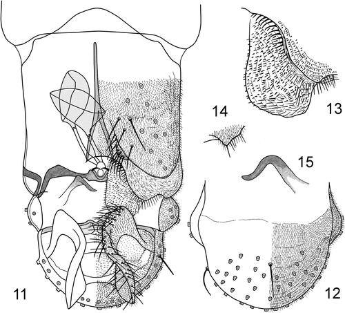 Figures 11–15. Pseudochironomus seipi sp. n., female: (11) genitalia, ventral view; (12) tergite IX and gonocoxite IX, dorsal view; (13) dorsomesal lobe; (14) ventrolateral lobe; (15) apodeme lobe.