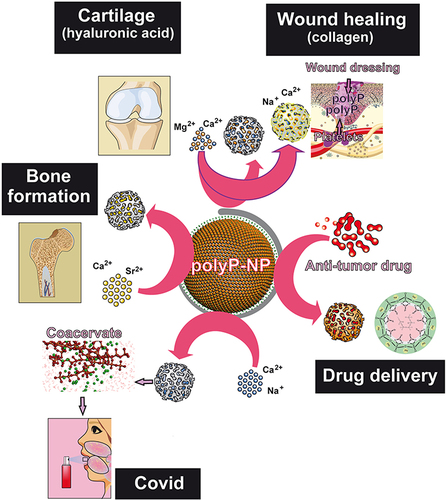 Figure 7 PolyP is a genuine, smart nano/micro biomaterial whose properties and applications depend on the selected counterion. PolyP-NP, polyphosphate nanoparticle. Reproduced with permission from Wang XH, Schröder HC, Müller WEG. Amorphous polyphosphate, a smart bioinspired nano-/bio-material for bone and cartilage regeneration: Towards a new paradigm in tissue engineering. J Mat Chem B. 2018;6:2385–2412. © 2018 The Royal Society of Chemistry. Creative Commons.Citation142