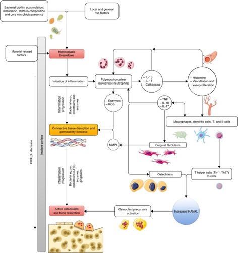 Figure 2 The modified PSD model of peri-implant disease is based on the work by Hajishengallis and LamontCitation71 and Hajishengallis.Citation72