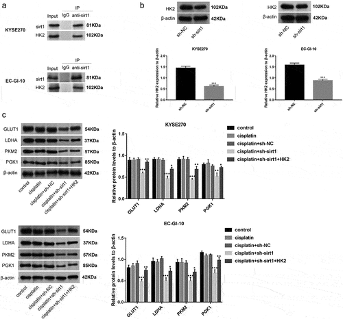 Figure 6. Sirt1 knockdown increases cisplatin chemosensitivity of ESCC cells through HK2. (a) The robust and specific enrichment of sirt1 coprecipitated within HK2 immunocomplex were tested by Co-IP assay in KYSE270 and EC-GI-10 cells. (b) The protein level of HK2 in KYSE270 and EC-GI-10 cells was detected by western blotting after sirt1 knockdown. ***p < .001 vs. sh-NC group. (c) Protein levels of GLUT1, LDHA, PKM2 and PGK1 in KYSE270 and EC-GI-10 cells were tested by western blotting. **p < .01, ***p < .001 vs. cisplatin + sh-NC group; *p < .05, **p < .01 vs. cisplatin + sh-sirt1 group.