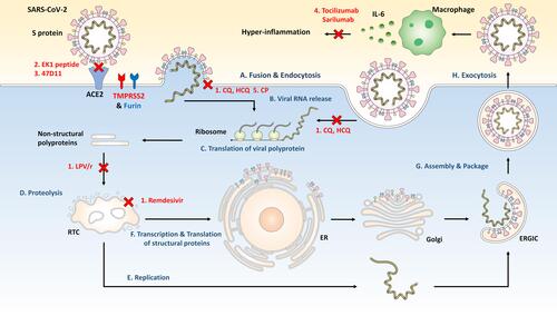 Figure 3 The SARS-CoV-2 life cycle and potential targets by antiviral agents as therapeutic strategies. (A) SARS-CoV-2 entry in target cell through endocytosis or interaction of S protein and ACE2. (B) Releasing SARS-CoV-2 genomic RNA. (C), (D) Viral polyproteins are translated and cleaved to form a replication transcription complex (RTC). (E) Genomic and subgenomic RNA replication. (F) Subgenomic RNAs produced through the transcription are translated into viral structural proteins inserted in endoplasmic reticulum (ER). (G) The viral nucleocapsid, assembled viral genomic RNA and structural proteins, bud into the lumen of the ER-Golgi intermediate cavity (ERGIC). (H) Exocytosis of SARS-CoV-2. 1. Antiviral drugs; chloroquine (CQ), hydroxychloroquine (HCQ), lopinavir/ritonavir (LPV/r), and remdesivir. 2. S protein and ACE2 interaction inhibitors; EK1 peptide. 3. Neutralizing antibodies; 47D11. 4. Immunotherapy (Anti-interleukin (IL)-6 Drugs); tocilizumab and sarilumab. 5. Convalescent plasma therapy; Convalescent plasma (CP).