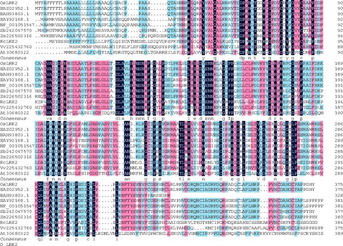 Figure 4. Alignment of the deduced protein of OsLRR2 and other similar proteins.