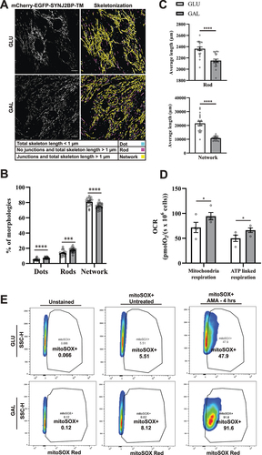Figure 2. Mitochondria morphology analysis, mitochondrial respiration and ROS measurements indicate more fragmented mitochondria and OXPHOS dependance after galactose adaptation. (A) Morphological analysis of confocal images of cells grown in glucose vs galactose media. A representative skeletonization mask is depicted for each culture condition with the different morphology classes indicated in different colors. Rules for morphology classes are displayed at the bottom. (B) Overview of the distribution of mitochondria morphology classes in percentage for the two different growth conditions. The distribution for glucose vs galactose adaption is 5.16% vs 7.14% for dots, 13.79% vs 17.58% for rods and 81.04% vs 75.28% for network. (C) Quantification of the average length of mitochondria in the rod and network morphology classes for cells grown in glucose vs galactose. (D) High-resolution respirometry performed in an Oxygraph-2k (Oroboros Instruments). Oxygen consumption rate, OCR (pmolO2/s × 106 cells) of cells grown under normal conditions (high glucose) or adapted to galactose was corrected for residual oxygen consumption (ROX) and normalized to the cell number per ml in the chambers. The values displayed in the graph are from four independent experiments ± SEM, indicating mitochondrial respiration (basal respiration minus ROX) and ATP-linked respiration (basal respiration minus proton leak), respectively. (E) Flow cytometry analysis of H9c2 cells grown in normal media with glucose or adapted to galactose. The antimycin A (AMA) treated/untreated cells were stained with mitoSOX Red and compared with unstained cells as a negative control. During normal culture conditions, antimycin A treatment resulted in approximately 47% mitoSOX Red positive cells, while in galactose 91% of the cells were mitoSOX Red positive. The data depicted represent one of three independent experiments. Data presented in (B) and (C) is shown as mean ± SEM of 20 fields of view per condition. The individual datapoints are per frame cell averages.