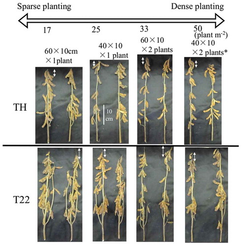 Figure 1. Plant shape at maturity in 2015.TH: ‘Toyoharuka’, T22: ‘Tokei 1122ʹ* indicates row spacing, width, and number of seedlings per hill.Arrows show terminal raceme lengths.