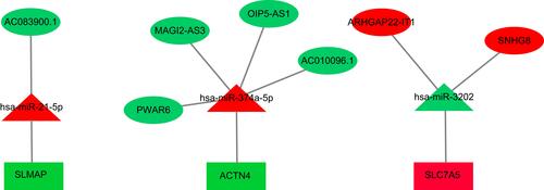 Figure 4 The miRNA-lncRNA-mRNA ceRNA network is composed of 7 lncRNAs, 3 miRNAs and 3 mRNAs. Rectangles, triangles and ellipses represent mRNAs, miRNA and lncRNAs, respectively, while red indicates up-regulation, and green indicates down-regulation.