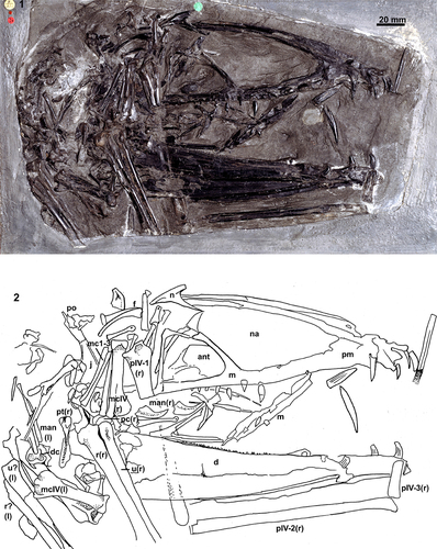 SANGSTER, pterosaur Dimorphodon macronyx Plate 2