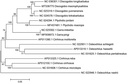 Figure 1. The maximum-likelihood tree of Discogobio macrophysallidos and other species based on complete mitogenome using MEGA 7.0.