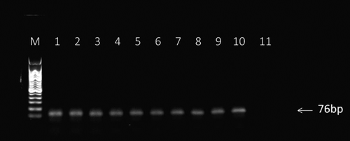 Fig. 4. Analysis of PCR products from each round of SELEX enrichment. PCR products were sampled after each round of enrichment and run on a 2% agarose gel.Notes: M: molecular ladder (50–500 bp), Lanes 1-10: PCR products from enrichment rounds 1-10, and lane 11: no template control.