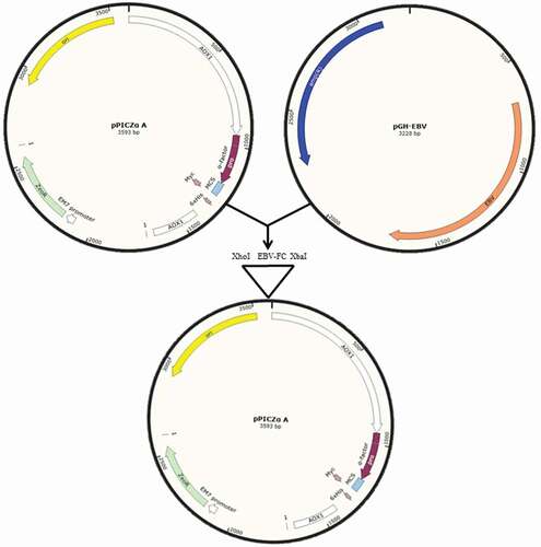 Figure 1. Schematic diagram of cloning modified EBV segments in XhoI/XbaI site of MCS of pPICZαA. (pPICZαA-EBV).