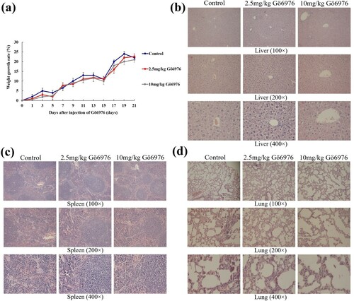Figure 4. The effect of Gö6976 on the weight and organs of healthy mice. (a) The weight growth rate of the mice in each group. (b) Liver sections of the mice in each group after HE staining. (c) Spleen sections of the mice in each group after HE staining. (d) Lung sections of the mice in each group after HE staining.