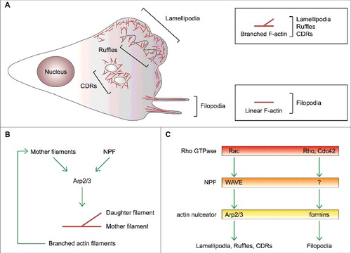 Figure 1. Actin-based protrusions in mesenchymal cells. (A) Schematic of the actin-based protrusions in a mesenchymal cell showing in red filamentous (F) actin. Lamellipodia, filopodia, (peripheral and dorsal) ruffles and circular dorsal ruffles (CDRs) are depicted. Boxes highlight that the geometry of F-actin distinguishes filopodia from all other actin-based cells protrusions formed on a 2D substrate. (B) Process diagram showing that 1) activation of the Arp2/3 complex requires two co-factors, namely a nucleation promoting factor (NPF) and pre-existing actin filaments (mother filaments), and 2) the Arp2/3 complex is an auto-catalytic actin nucleator because the product of the reaction (branched actin filaments) can be used as a substrate. (C) Dedicated pathways control actin nucleation by the Arp2/3 complex and formins thereby dictating the formation of different cell protrusions. Upstream regulatory Rho GTPases, NPFs and actin nulceators are shown. Question mark represents unknown formin-specific NPFs.