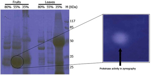 Figure 3. SDS-PAGE and related gelatin zymogram of 35, 55, and 80% ammonium sulfate fractions of fruit and leaves extracts of Withania coagulans. SDS-PAGE (12%) was run and gel was stained with Coomassiee Briliant Blue R-250.