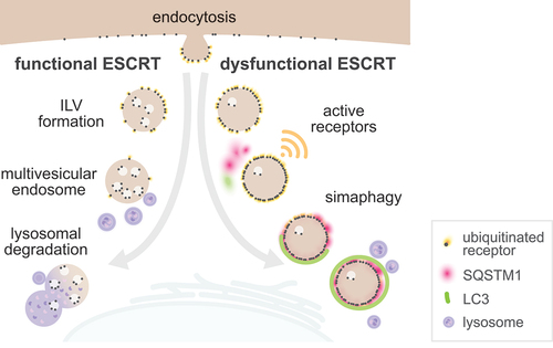 Figure 8. Model for simaphagy. Activated cell surface receptors are endocytosed and fed into the endosomal system. A fully functional ESCRT machinery mediates ILV formation and multivesicular endosome biogenesis, ultimately leading to lysosomal receptor degradation. A dysfunctional ESCRT machinery leads to accumulation of ubiquitinated receptors on the endosomal surface and prolonged receptor activation. Dysfunctional endosomes are recognized by the autophagy receptors NBR1 and SQSTM1, engulfed by LC3B-containing autophagic double membranes and degraded.