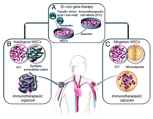 Figure 2. Ex vivo generation of genetically modified mesenchymal stem cells (MSC) as factories for long-term in vivo secretion of immunotherapeutic proteins. (A) Ex vivo gene therapy of autologous or allogeneic MSC (isolation, expansion and lentiviral transduction) to generate an immunotherapeutic cell vehicle (ICV). (B) The autologous ICV is embedded in a non-immunogenic synthetic extracellular matrix and implanted by subcutaneous injection (immunotherapeutic organoids). The allogenic ICV is microencapsulated and implanted by subcutaneous injection (immunotherapeutic microcapsules).