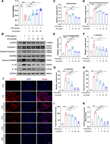 Figure 4 Effect of crocin on LPS-induced pyroptosis in vitro. Lipopolysaccharide (LPS) was used to induce pyroptosis in vitro. HL-1 cells were pre-incubated with crocin at different concentrations (0, 5, 10, 20, 50μM) for 30 minutes and then stimulated with LPS at 1μg/mL for 24 hours to evaluate the protective effect of crocin in the NLRP3 mediated pyroptosis. (A) Cell viability was detected by CCK-8 cell viability assay. (B–G) Representative images and quantitative analysis of Western blotting analysis of pyroptosis-related proteins (NLRP3, GSDMD, Cleaved GSDMD, Caspase 1, Cleaved Caspase1, interleukin-1β (IL-1β) and IL-18). (H and I) Cell culture supernatant levels of IL-1β and IL-18. (J) Representative images of immunofluorescence of NLRP3 (red) in HL-1 cells. The nuclei were stained with DAPI (blue). Scale bar = 100 μM. (K) Quantification of NLRP3 fluorescence intensity. The data were expressed as mean ± SD. *p < 0.05, **p < 0.01 and ***p< 0.001.