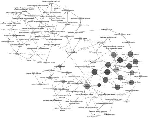 Figure 3. The GO correlation of highest score sub-modules. Gray nodes represent the significant GO terms and white nodes represent the non-significant GO terms. Node in a larger node size and a darker color represents a more significant GO term; arrows indicate relevancy of the two GO terms. GO: gene ontology.