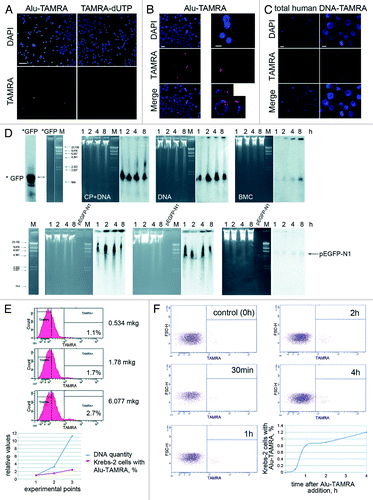 Figure 1. Internalization of exogenous dsDNA by ascites cells of mouse Krebs-2 tumor. (A) Fluorescence analysis of TAMRA-labeled Alu DNA and TAMRA-dUTP precursor by ascites form of Krebs-2 tumor cells. Notably, ascites cells fail to incorporate TAMRA-dUTP. Bar corresponds to 50 µm. (B) Same as above, zoom-in, bars correspond to 10 µm. Top and side views of a TAMRA-positive cell are shown on the bottom right panel. (C) Fluorescence analysis of total human TAMRA-labeled DNA fragments (0.2–6 kb) internalized by ascites Krebs-2 tumor cells. Bars correspond to 10 µm. (D) Molecular analysis of dsDNA internalization by Krebs-2 ascites cells. Upper panel: αP32-labeled PCR-amplified GFP fragment was used to directly monitor DNA internalization by ascites cells (probe size is shown on the *GFP lane), M, DNA weight marker; CP+DNA, Krebs-2 ascites cells collected 18 h post CP injection and incubated with labeled DNA (for 1, 2, 4 and 8 h); DNA, Krebs-2 ascites cells from CP-untreated mice and incubated with labeled DNA (for 1, 2, 4 and 8 h); ВMC, bone marrow cells from an intact mouse incubated with labeled DNA (for 1, 2, 4 and 8 h). Lower panel: Non-labeled linearized pEGFP-N1/HindIII DNA was used to detect internalization of exogenous DNA by cells. Internalization was visualized by Southern blot using 32P-labeled GFP DNA as a probe. Treatments and collection timepoints are the same as on the upper panel. Southern blot and gel images are shown. Bone marrow cells were used as a positive control, where DNA internalization is well-documented.Citation15 (E) FACS profiles showing dsDNA internalization upon increasing concentration of the labeled substrate in the medium. Graph summarizing FACS data are shown below. (F) Flow cytometry analysis of dynamics of Alu-TAMRA dsDNA internalization in course of incubation with Krebs-2 tumor cells. Data shown on the FACS plots are converted into a graph format (bottom right).