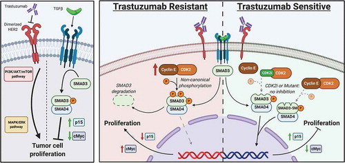Figure 6. Role of noncanonical SMAD3 phosphorylation in mediating resistance to trastuzumab. Left panel shows canonical signaling pathway activity. Middle panel shows role of trastuzumab resistance in the setting of CCNE overexpression. Right panel shows restoration of trastuzumab sensitivity after blockade of noncanonical SMAD3 phosphorylation though either expression of a mutant SMAD3 construct or treatment with a CDK2 inhibitor