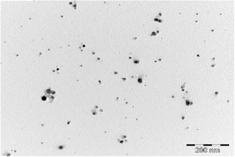 Figure 3. Transmission electron microscopy micrographs of silver nanoparticles from the spice blend.