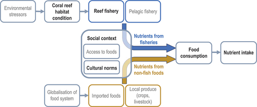 Figure 1. Conceptual diagram of links between coral reefs, fisheries, food supply, and dietary nutrition. Environmental stressors (e.g. climate change, crown-of-thorns sea star outbreaks) affect coral reef habitat condition, which in turn affects reef fisheries catches. People’s nutrient intakes are determined by their consumption of foods from reef and pelagic fisheries (blue) and other sources (orange). Food consumption is influenced by social context, including culture and access to foods. Variables in grey text were not measured in the current study (e.g. availability of reef fishery resources was estimated, but pelagic resources were not).