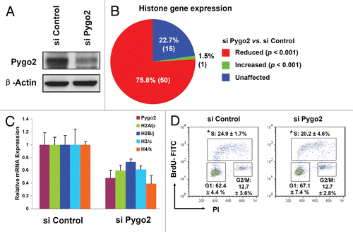 Figure 1 Altered histone gene expression in Pygo2-knockdown MCF10A cells. (A) Protein gel blot analysis showing effective depletion of Pygo2 protein at 24 h after siRNA treatment. (B) Pie diagram showing microarray data on histone gene expression upon Pygo2 knockdown. (C) RT-qPCR analysis of select histone genes. Shown are average values from two independent experiments with standard deviations. (D) Flow cytometry analysis of DNA content (propidium iodide, or PI) and DNA synthesis (BrdU) in siRNA-treated cells (24 h after treatment). Shown are profiles from a representative experiment as well as average values from three independent experiments with standard deviations. *p = 0.17 using two-tailed t-tests assuming equal variance.