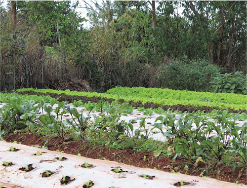 Figure 7. Vegetable garden with irrigation system in 2019 (source: the authors)