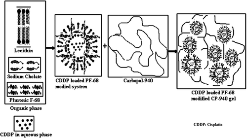Figure 2. Illustrative representation of the strategy of developing cisplatin (CDDP)-loaded pluronic (PF-68)-modified carbopol (CP-940) protransfersome gel.