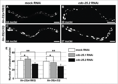 Figure 4. cdc-25.2 RNAi suppressed the intestinal hyper-nucleation phenotype of the lin-23 and lin-35 mutants. (A) Mock RNAi-treated lin-23(e1883) mutant adult. (B) cdc-25.2 RNAi-treated lin-23(e1883) mutant adult. (C) Mock RNAi-treated lin-35(rr33) mutant adult. (D) cdc-25.2 RNAi-treated lin-35(rr33) mutant adult. Left, the anterior side. Scale bars, 50 μm. (E) Average numbers of intestinal nuclei after RNAi depletion of mock, cdc-25.1, and cdc-25.2 in lin-23(e1883) mutants (n = 33, 15, and 38, respectively), and in lin-35(rr33) mutants (n = 33, 54, and 25, respectively). * p = 0.025 and 0.7 in lin-23(e1883) and lin-35(rr33), respectively. ** p < 0.001.