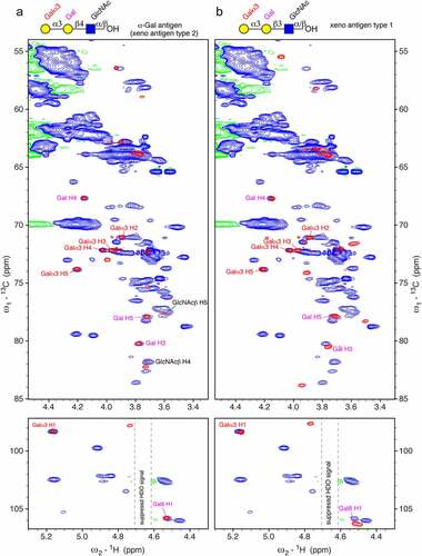 Figure 3. Characteristic chemical shift correlations of the α-Gal epitope observed in the 1H-13C HSQC spectrum of cetuximab in 7 M urea-d4 /D2O pH* 7.4 match perfectly to the α-Gal epitope trisaccharide (Galα1,3Galβ1,4GlcNAc). a) Overlay of a 1H-13C HSQC spectrum of cetuximab (blue) and a comparable spectrum of α-Gal epitope trisaccharide (Galα1,3Galβ1,4GlcNAc) measured in 7 M urea-d4/D2O pH* 7.4 (red). The spectrum of Cetuximab was acquired at 500 MHz with 190 transients, a recycle delay of 1.4 sec and 1024 × 512 points. The anomeric region is shown at the bottom. The labels of the terminal Galα1,3 are colored in red and of the connecting galactose at position 6 (Gal6) in magenta. The remaining signal of H2O led to baseline artifacts (negative baseline in green). b) Overlay of a 1H-13C HSQC spectrum of cetuximab (blue) and a comparable spectrum of the xeno antigen type 1 (Galα1,3Galβ1,3GlcNAc) measured in 7 M urea-d4 /D2O pH* 7.4 (red). Signals are similar, but do not match perfectly.