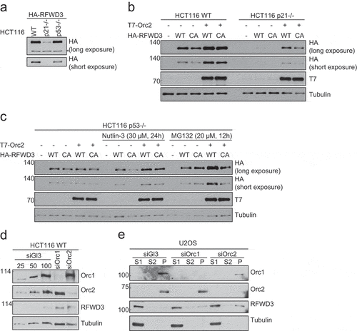 Figure 4. P53-dependent stabilization of RFWD3 by ORC. (a). Immunoblot analysis of HA-RFWD3 expression level in HCT116 WT, p21 null, and p53 null cells. “*”denotes cross-reacting band and loading control. (b). Immunoblot analysis of whole cell extracts (HCT116 WT or p21 null) transfected with HA-RFWD3 WT or CA mutant, in the absence or presence of T7-Orc2. (c). Immunoblot analysis of HCT116 p53 null whole cell extracts transfected with HA-RFWD3 WT or CA mutant, in the absence or presence of T7-Orc2, Nutilin-3, or MG132. (d). Immunoblot analysis of whole cell extracts from cells treated with control, Orc1 or Orc2 siRNAs. Varying concentrations (25%, 50%, and 100%) of whole-cell extracts treated with control siRNA (siGl3) are shown to provide information on the percentage of knockdown and the reduction of protein levels. (e). Immunoblot analysis of chromatin fractionation from cells treated with control, Orc1 or Orc2 siRNAs. S1 represents cytosolic fraction, S2 represents nuclear soluble fraction, P represents chromatin insoluble fraction