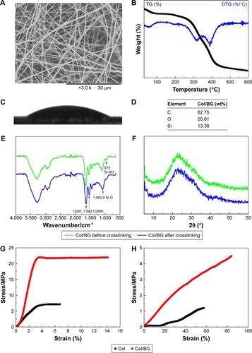 Figure 1 Characterization of Col/BG nanofibers.Notes: (A) SEM images. (B) TG spectra. (C) Contact angle. (D) Element analysis by EDS. (E) FTIR spectra. (F) XRD spectra. (G) Stress/strain curves in dry condition. (H) Stress/strain curves in wet condition.Abbreviations: C, carbon; Col/BG, collagen/bioactive glass; DTG, derivative thermogravimetric; EDS, energy dispersive spectrometer; FTIR, Fourier transform infrared spectroscopy; O, oxygen; SEM, scanning electron microscopy; Si, silicon; TG, thermogravimetric; XRD, X-ray diffraction.