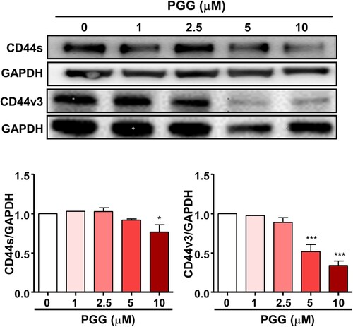 Figure 3. PGG inhibits the expression of CD44, a marker of pancreatic cancer stem cells. Cells were treated with the indicated concentrations of PGG for 72 h. Protein expression levels of CD44s and CD44v3 were determined. Relative values under western blot bands were calculated by dividing the density of CD44s and CD44v3 protein bands by the density of the GAPDH band. The data represent three repeated experiments and are expressed as the mean ± SEM (n = 3). Statistical significance was based on the difference compared with 0 µM PGG by one-way ANOVA followed by Dunnett’s test (*P < 0.05, ***P < 0.001).