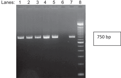 Fig. 1 Agarose gel of PCR products amplified from five isolates of Phytophthora fragariae using primers flanking the ITS region. Lanes 1 to 5, Phytophthora fragariae isolates from fields 1, 2, 3, 5 and 8, respectively; Lane 6, negative control (sterile distilled water); Lane 7, Phytophthora fragariae positive control (ATCC isolate); Lane 8, DNA 100 kb ladder (Invitrogen).