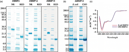 Figure 1.  Characterization of purified rhBMP2, rhBMP12, and rhBMP13. (a) The purified proteins were collected and analyzed under reducing (RED) and nonreducing (NR) conditions using 12% polyacrylamide slab gels. (b) SDS-PAGE analysis of rhBMP12 purified from E. coli or CHO cells reduced with β-mercaptoethanol. (c) CD spectroscopy of BMP12 purified from E. coli or CHO cells.
