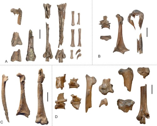 FIGURE 1. Fossils of newly identified galliform birds from Walton-on-the-Naze (Essex, U.K.) and the holotype of “Paraortygoides” radagasti. A, ?Paraortygoides argillae, sp. nov. (holotype, NMS.Z.2021.40.174). B, Waltonortyx bumbanipodiides, gen. et sp. nov. (holotype, NMS.Z.2021.40.175). C, undetermined galliform from Walton-on-the-Naze (NMS.Z.2021.40.176). D, “Paraortygoides” radagasti (holotype, NHMUK A 6217); not shown are pedal phalanges associated with the specimen (see Dyke & Gulas, Citation2002:fig. 3A). The scale bars equal 5 mm.