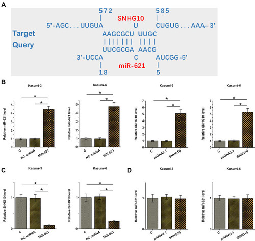 Figure 4 SNHG10 targeted miR-621 to downregulate its expression in AML cells. Bioinformatics analysis performed using IntaRNA 2.0 (A). Kasumi-3 and Kasumi-6 cells were transfected with miR-621 mimic and pcDNA3.1-SNHG10, followed by the confirmation of transfections using RT-qPCR (B). The effect of miR-621 overexpression on SNHG10 (C), and the effect of SNHG10 overexpression on miR-621 (D) were also analyzed by RT-qPCR. Mean ± SD values were used to express data from 3 biological replicates. *p < 0.05.