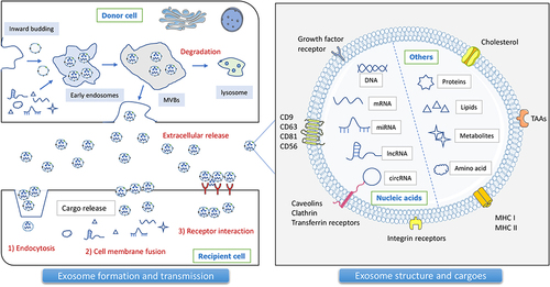 Figure 1 Exosome biogenesis, structure, and cargoes. Exosomes are naturally occurring membrane molecules through a complex sequence of biosynthetic processes, including early endosomes, late endosomes, multivesicular bodies (MVBs), and extracellular space release. Specific exosome markers are closely related to the parent cell and the sorting process. Tumor exosome biomarkers mainly include tetraspanins (CD9, CD63, CD81), MVB biogenesis proteins (Alix), antigen-presenting molecules (MHC-I, HSP70), tumor-associated antigens (TAAs), and others. Exosomes encapsulate multiple bioactive substances, including proteins, lipids, metabolites, DNA, and mRNA, as well as ncRNAs, especially miRNAs, lncRNAs, and circRNAs. Exosomes can transfer cargoes from donor cells to recipient cells by means of endocytosis, cell membrane fusion, and receptor interaction.