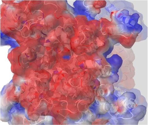 Figure 2 A top view of the outer channel’s vestibule showing a predominantly negative electrostatic potential that seems to be extremely efficient as a cation ion trap. This is the first layer of selectivity for cations, and then close to the selectivity filters, other mechanisms will be involved to trap the cation of choice, sodium.