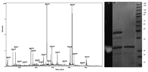 Figure 5. MALDI-TOF analysis of the tryptic digest fingerprint of PUMB02 lipase predicting the peptide mass to be 31kDa. Lane a: zymogram of PUMB02 lipase; Lane b: crude protein; Lane c: purified protein after size-exclusion chromatography; Lane d: molecular weight markers.